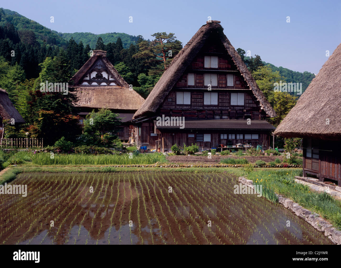 Village and Rice Paddy at Shirakawa-go, Shirakawa, Ono, Gifu, Japan Stock Photo