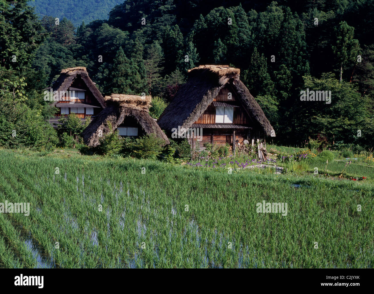 Village and Rice Paddy at Shirakawa-go, Shirakawa, Ono, Gifu, Japan Stock Photo