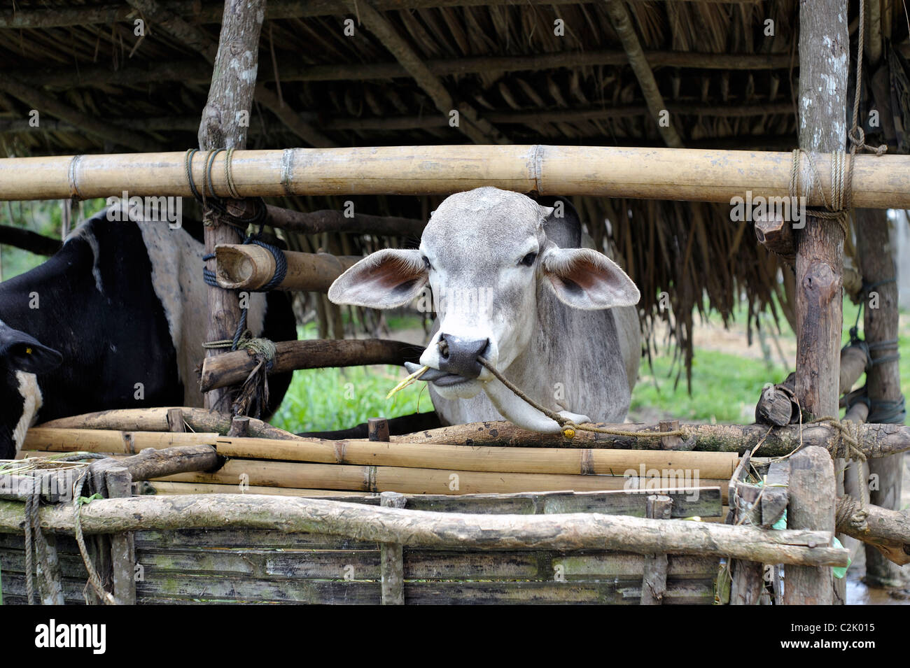Cebu cattle hires stock photography and images Alamy