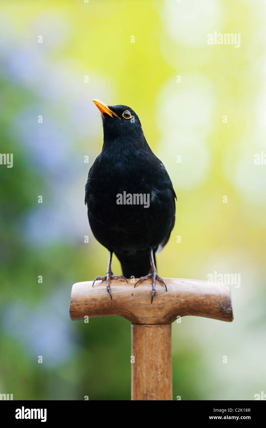 Blackbird on a wooden garden fork handle Stock Photo