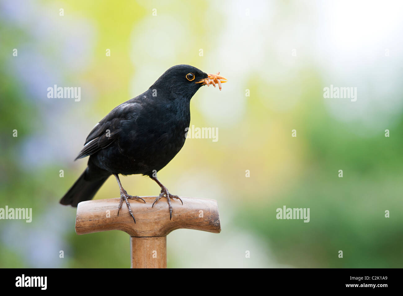 Blackbird with mealworms on a fork handle Stock Photo
