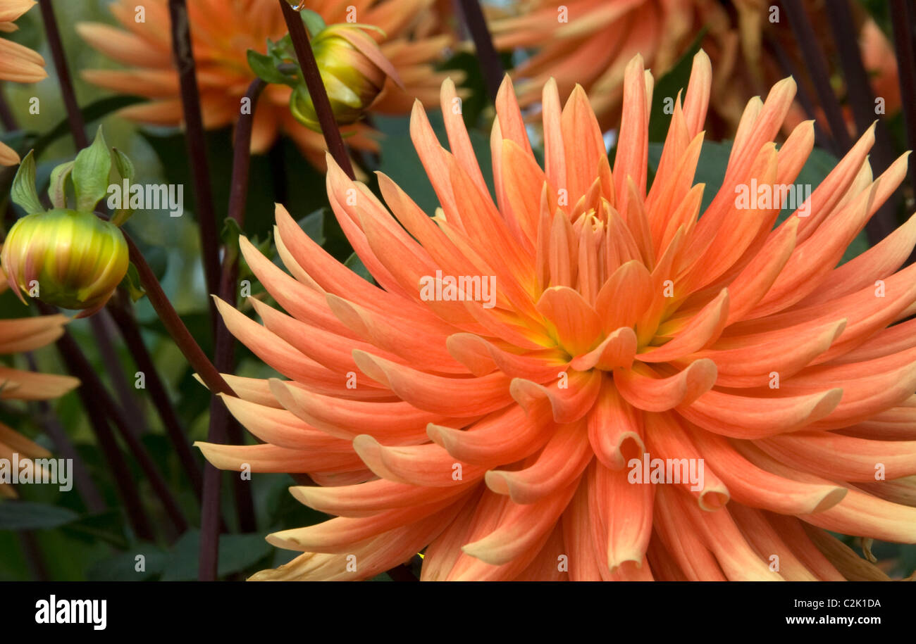 Stock photo of orange dahlia in garden. Stock Photo