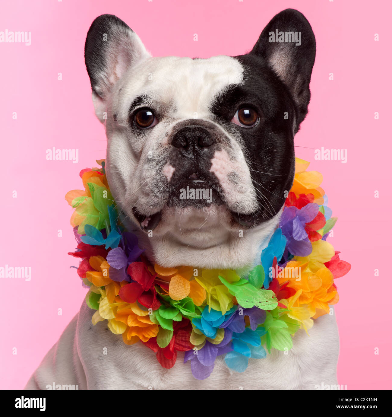 French Bulldog, 3 years old, wearing Hawaiian lei front of pink background Stock Photo