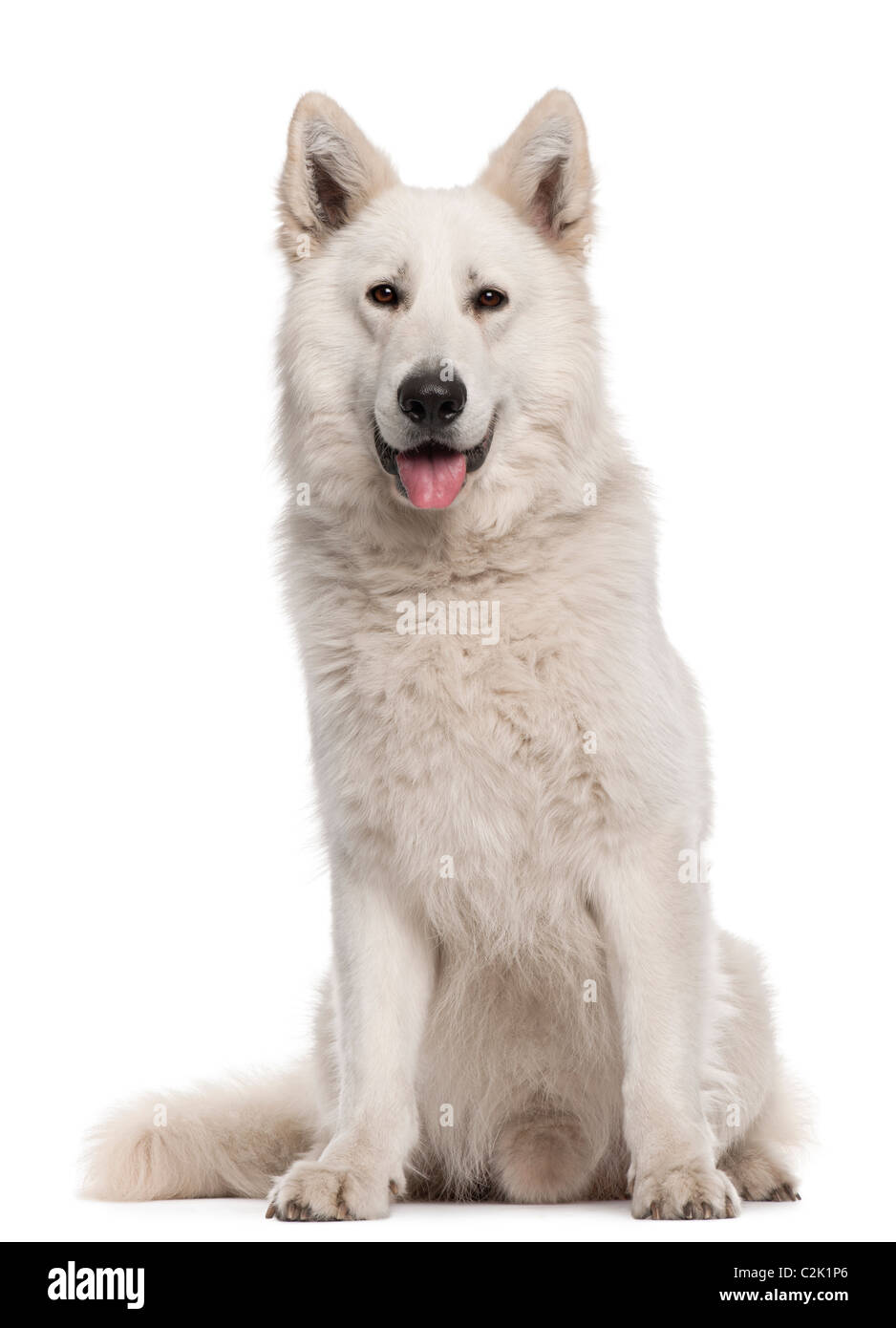 Tongue fluffy fur furry berger blanc suisse Cut Out Stock Images ...