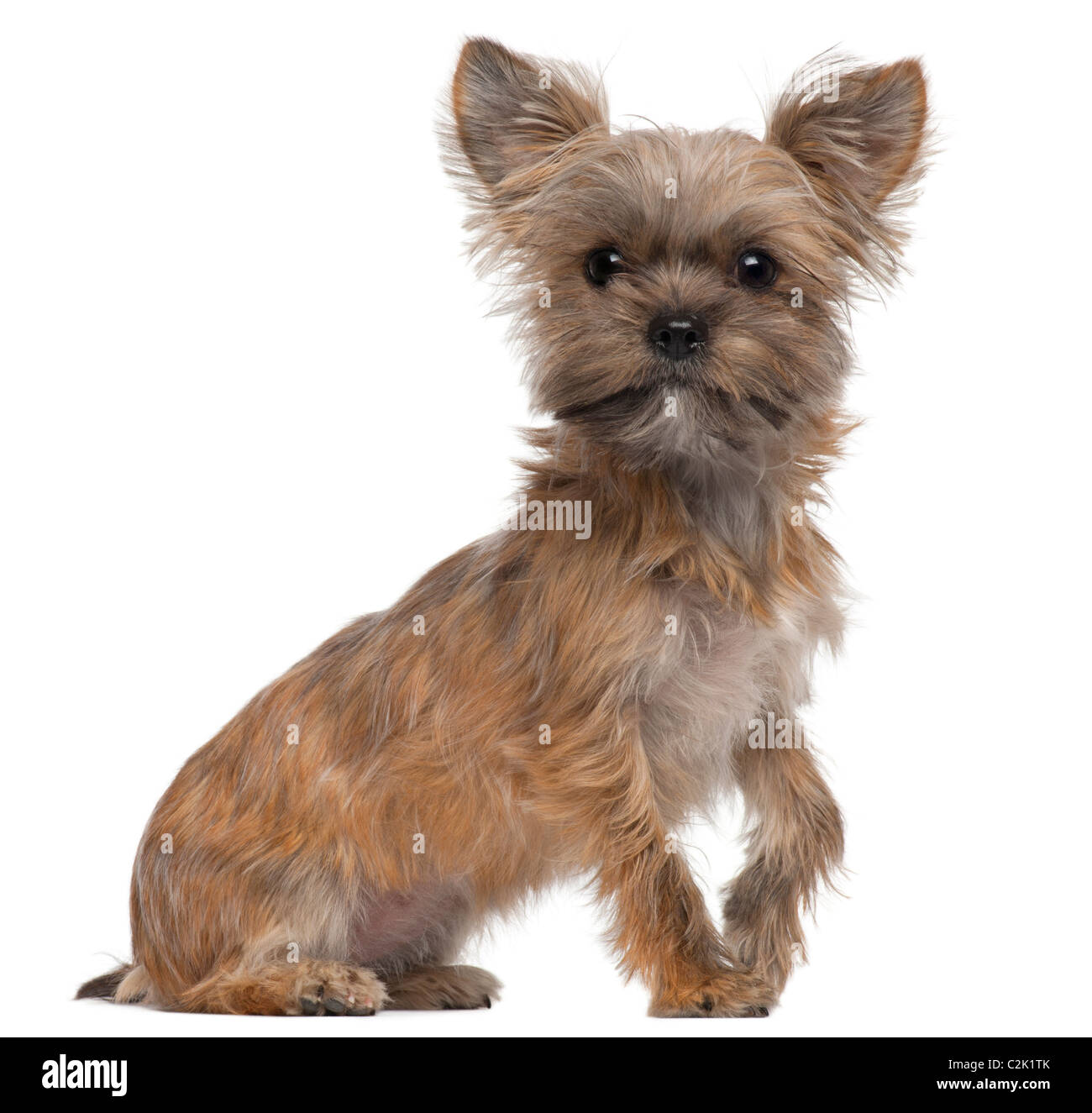 Mixed-breed dog, 7 months old, sitting in front of white background Stock Photo