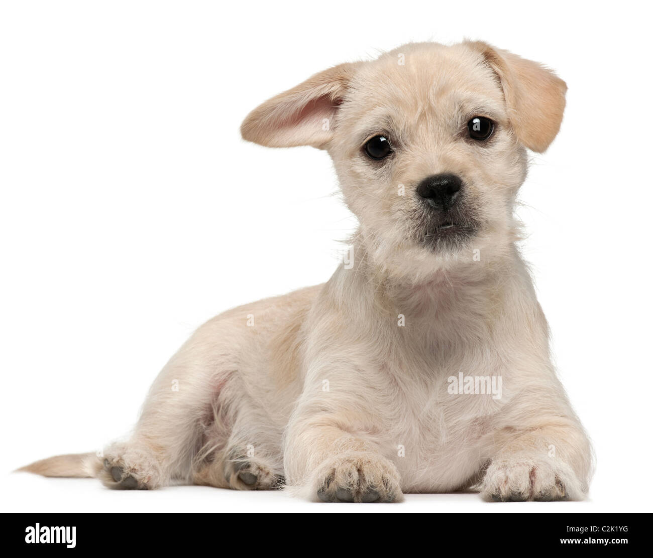 Mixed-breed puppy, 4 months old, lying in front of white background Stock Photo