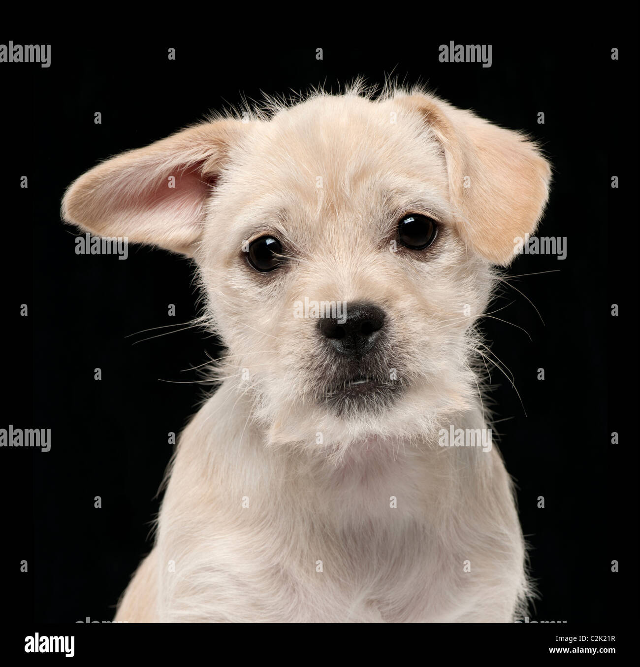 Close-up of Mixed-breed puppy, 4 months old, in front of black background Stock Photo