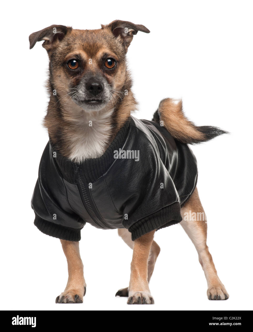 Mixed-breed dog wearing shirt, 6 years old, standing in front of white background Stock Photo