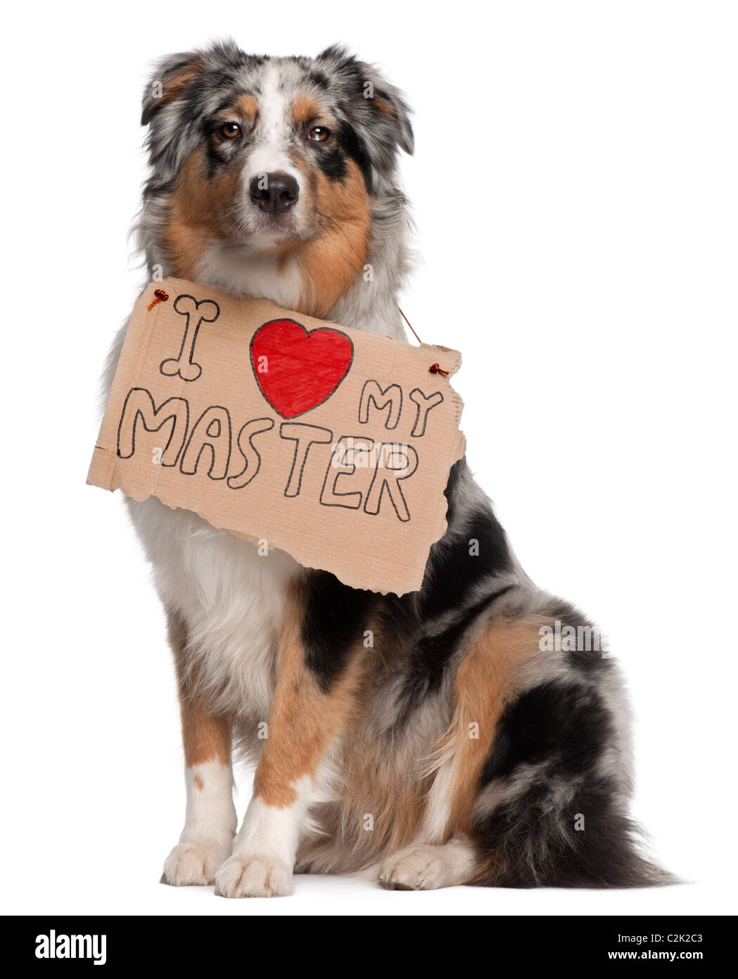 Australian Shepherd dog, 10 months old, sitting in front of white background with sign Stock Photo