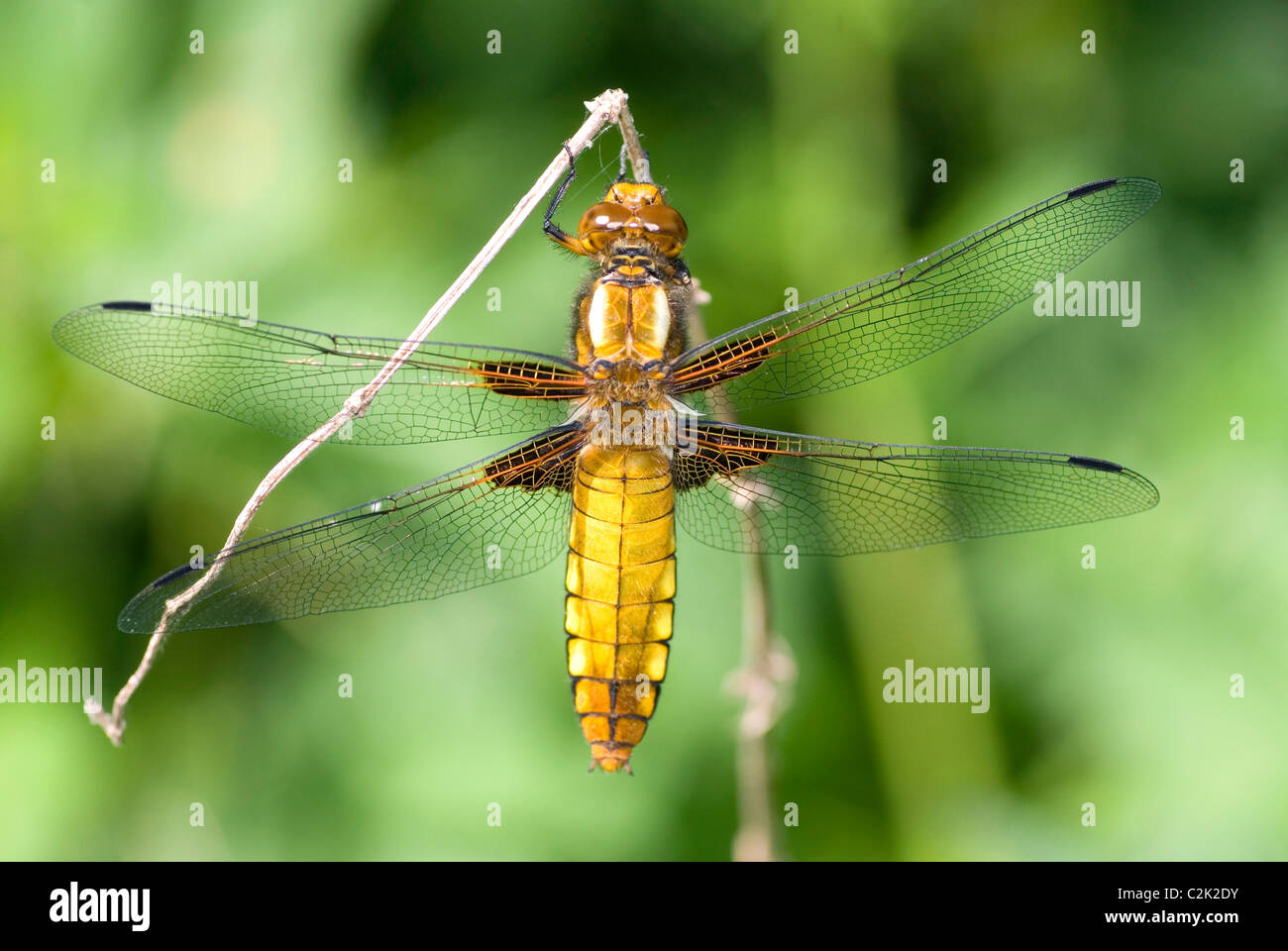 Yellow dragonfly on grass seen on top Stock Photo - Alamy