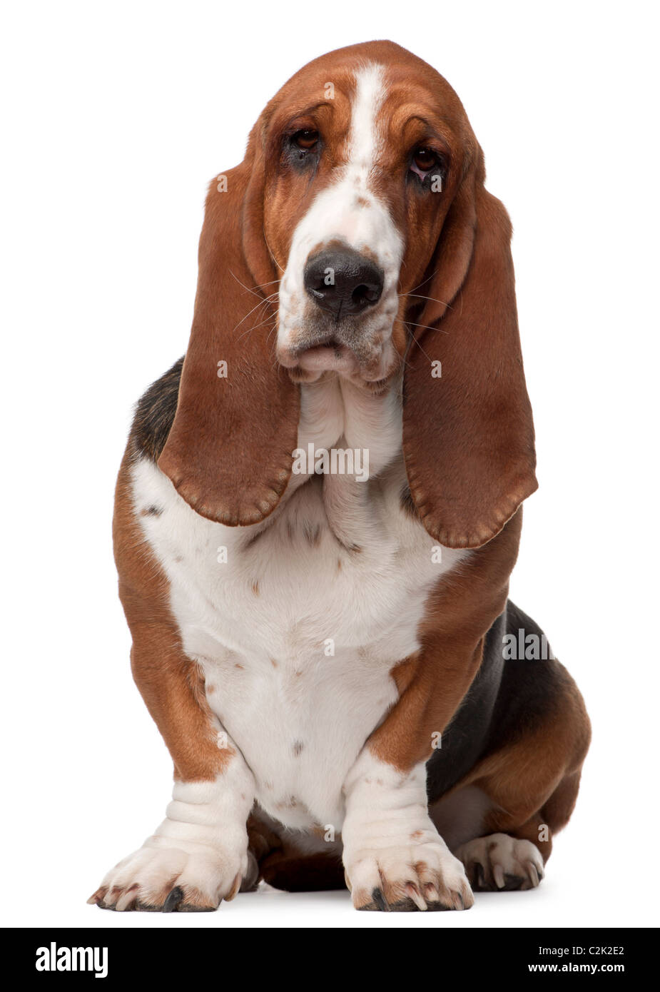 Basset Hound, 2 years old, sitting in front of white background Stock Photo