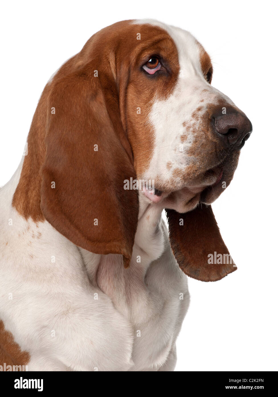 Close-up of Basset Hound, 2 years old, in front of white background Stock Photo