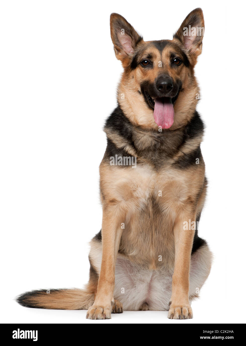 German Shepherd dog, 4 years old, sitting in front of white background Stock Photo