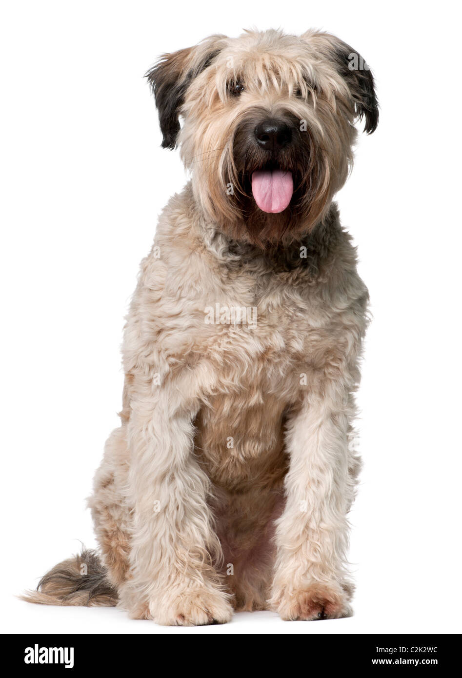 Bouvier des Flandres, 2 years old, sitting in front of white background Stock Photo