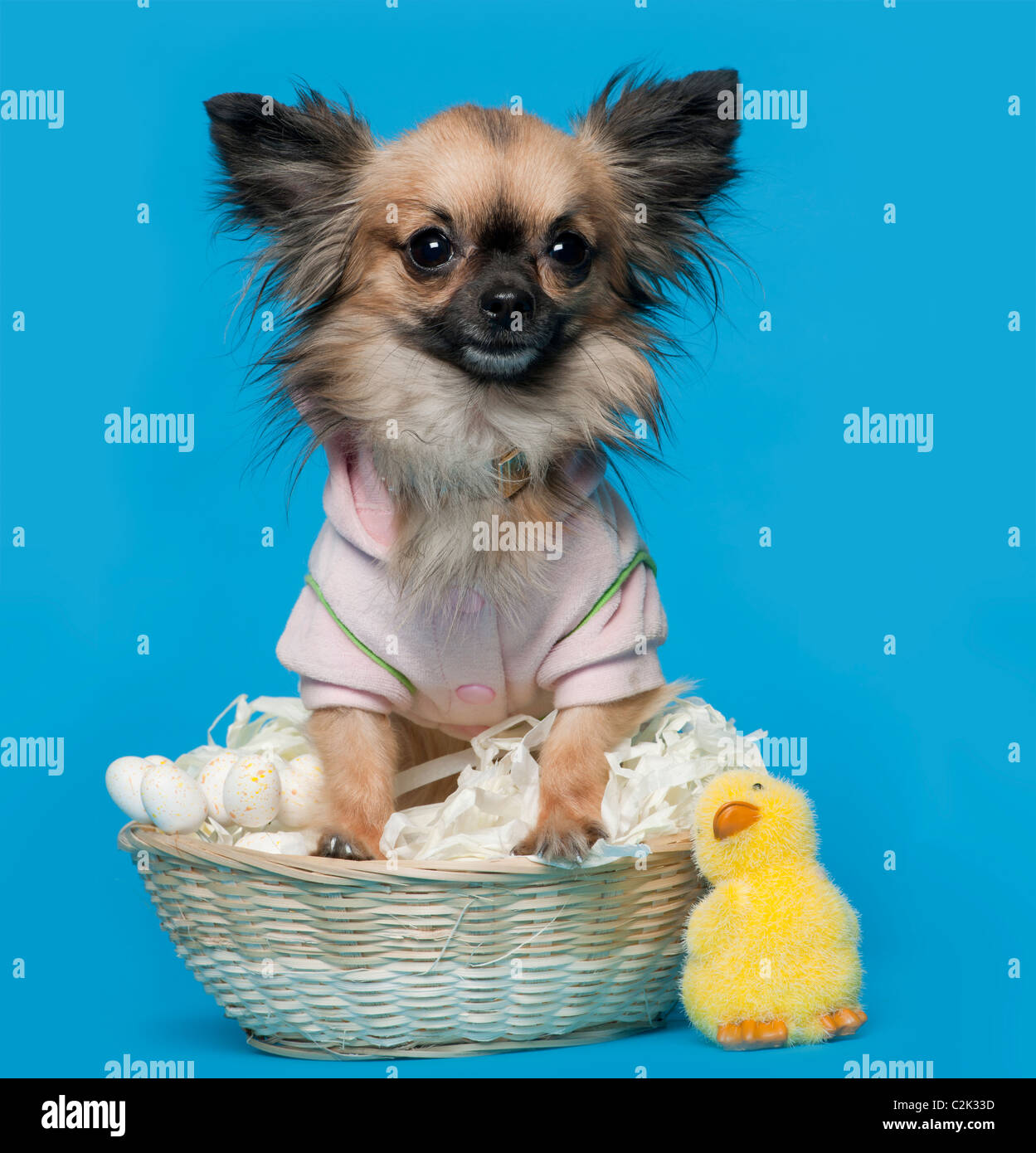 Chihuahua, 16 months old, sitting in front of blue background with Easter basket Stock Photo