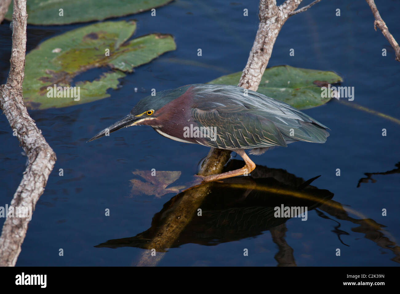 Green Heron (butorides viriscens), Anhinga Trail, Everglades National Park, Florida, USA Stock Photo