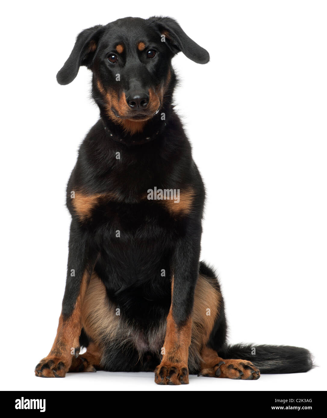 Beauceron, 7 Months old, sitting in front of white background Stock Photo