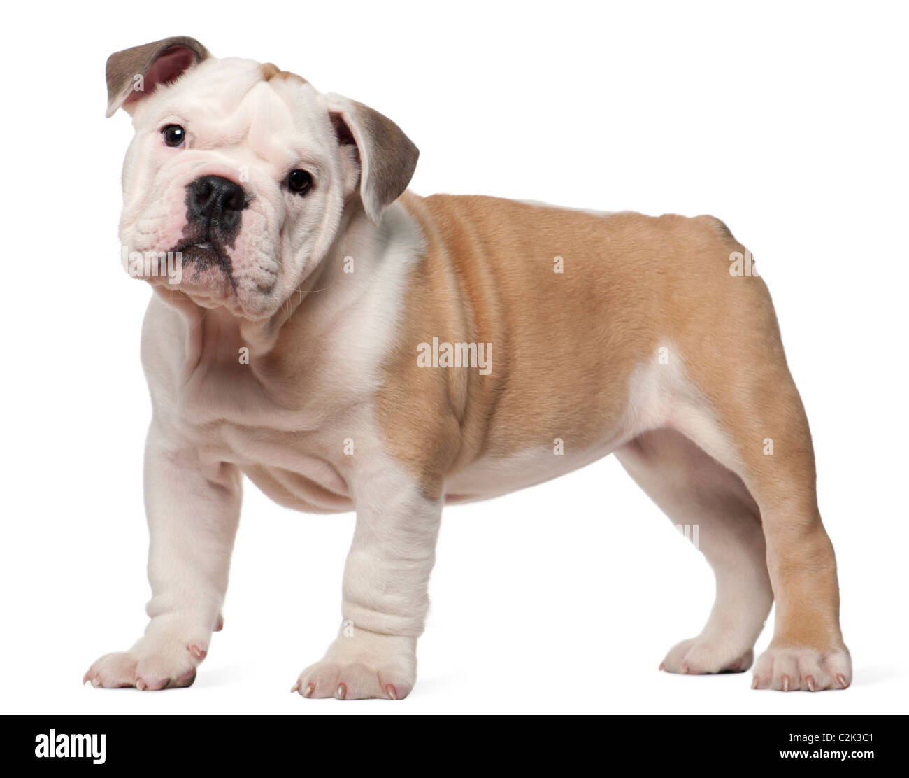 2 year sales old english bulldog