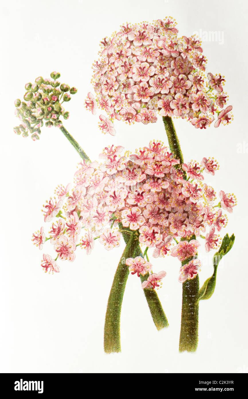 Great Californian Saxifrage, Saxifraga peltata, 19th century illustration Stock Photo