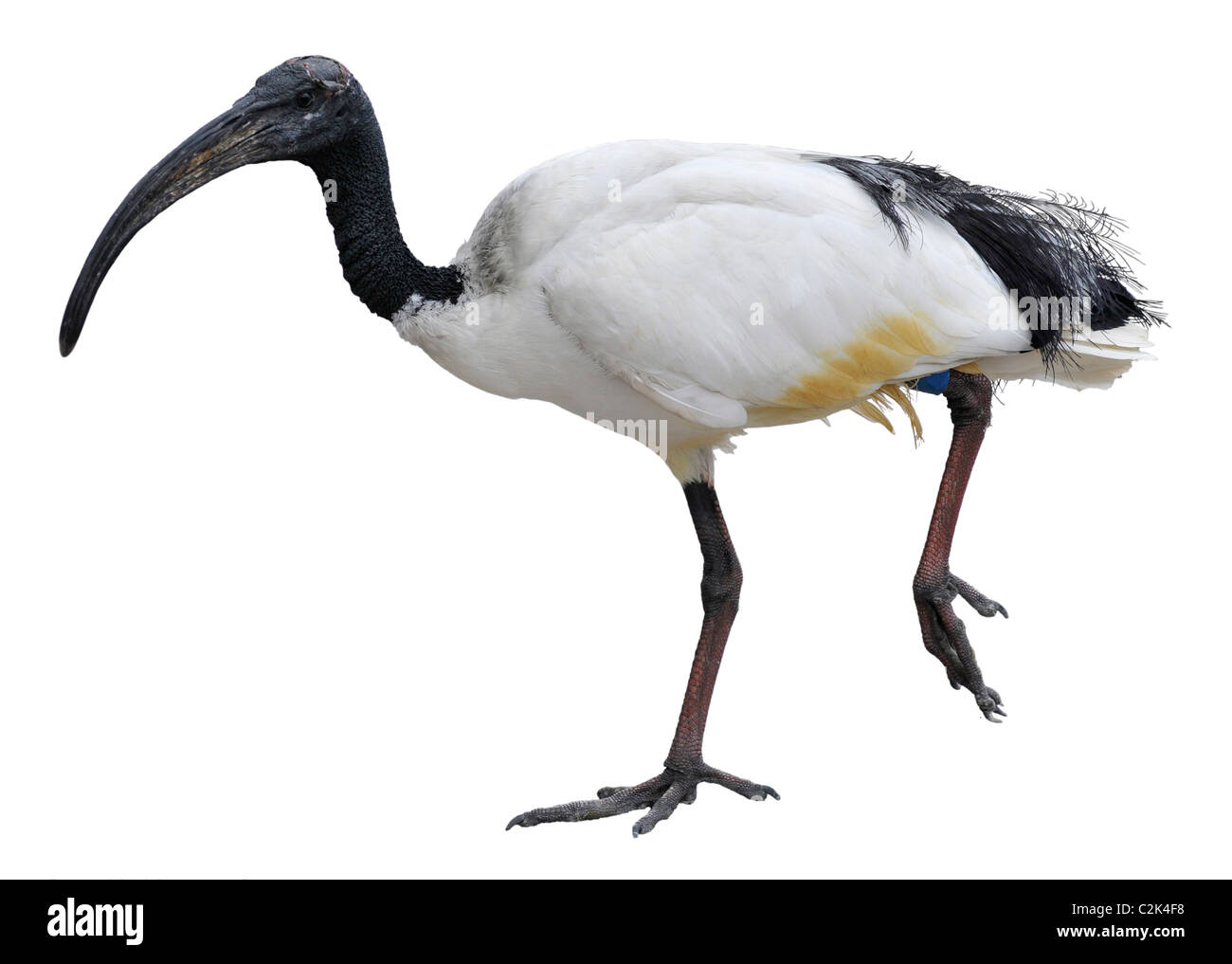 African sacred ibis (Threskiornis aethiopicus), view of profile and walking, isolated on white background Stock Photo