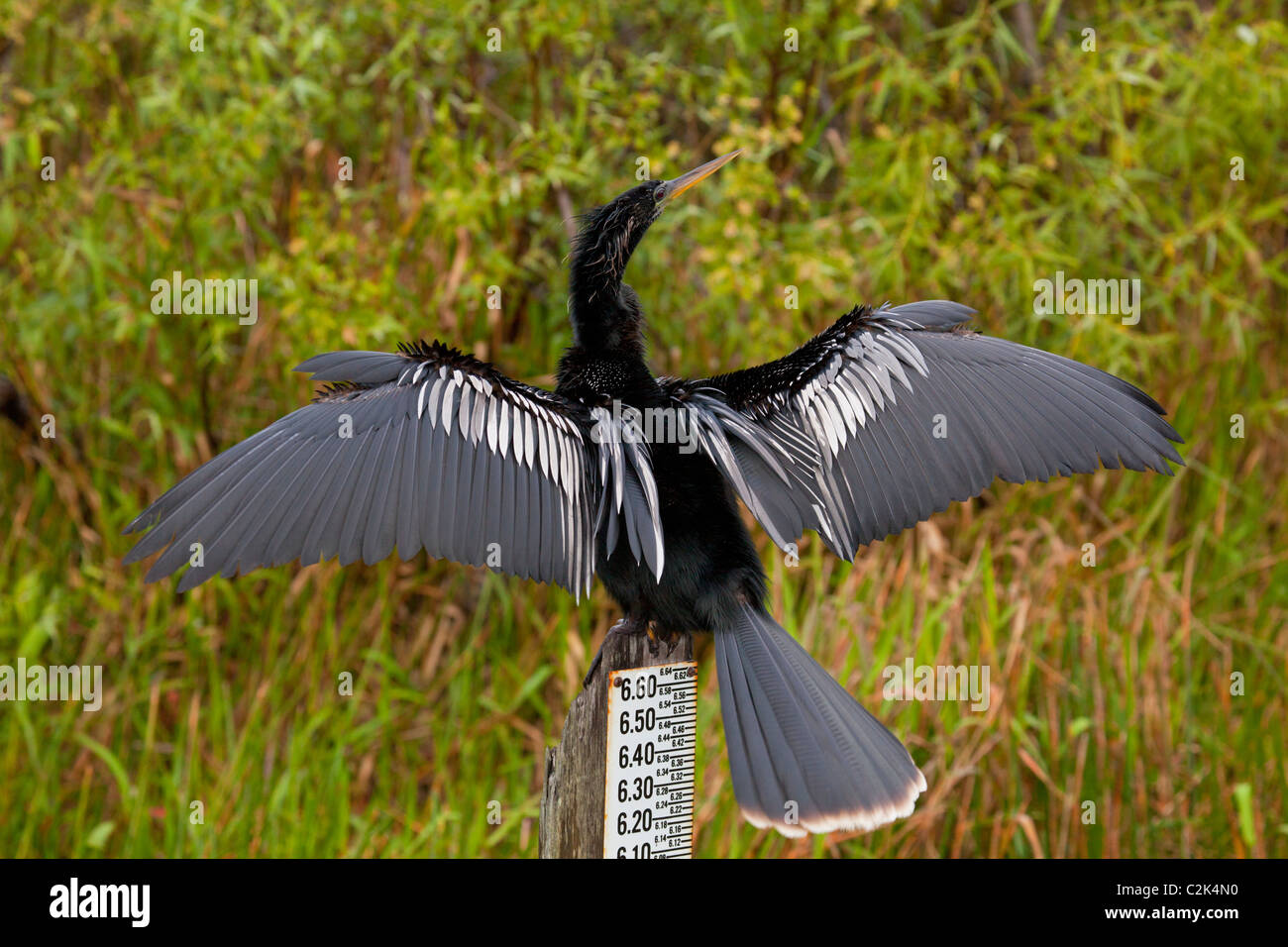 Anhinga drying it's wings in the sun at the Anhinga Trail, Everglades National Park,  Florida, USA Stock Photo