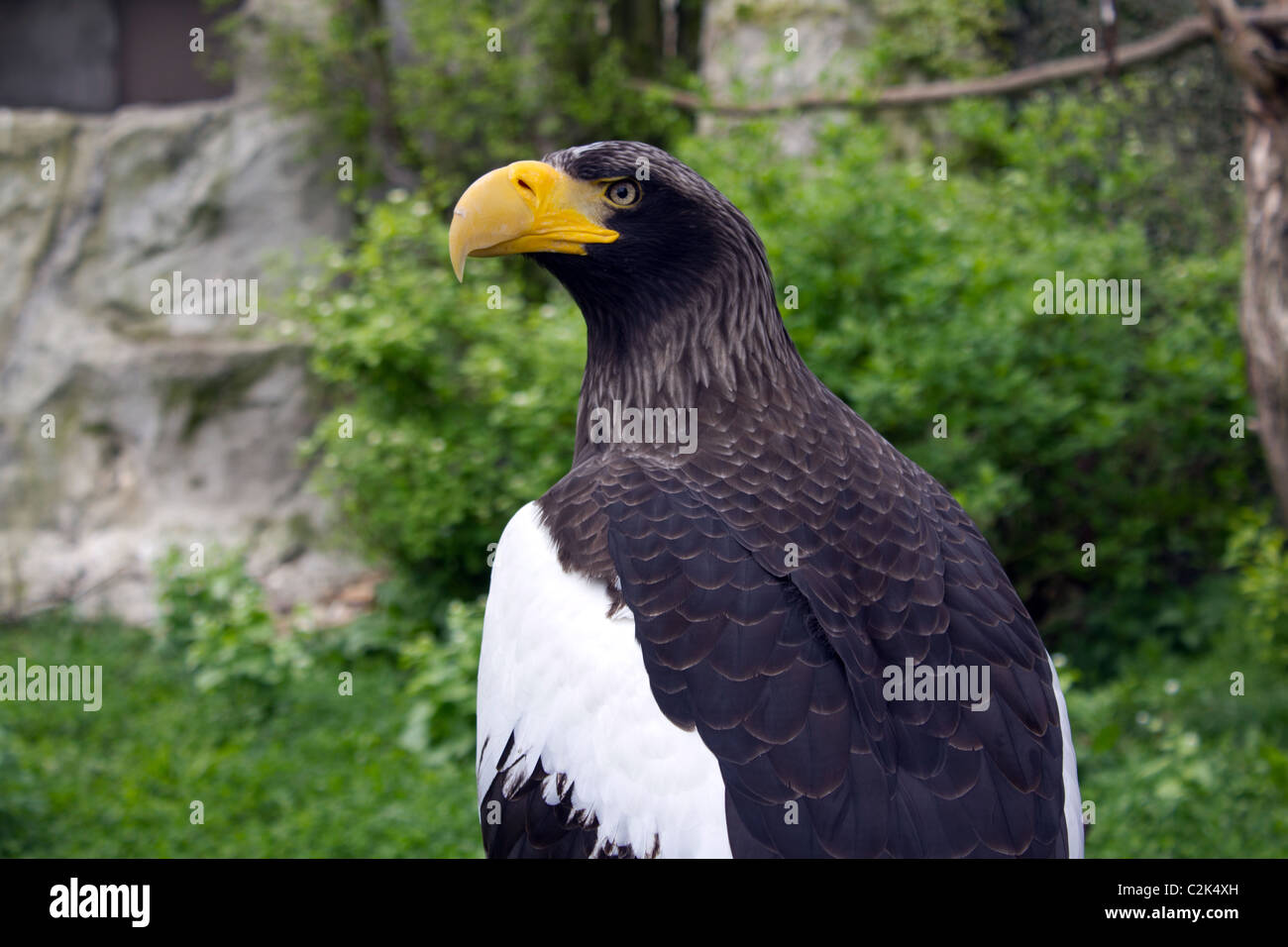 Bald eagle animal wildlife hi-res stock photography and images - Alamy