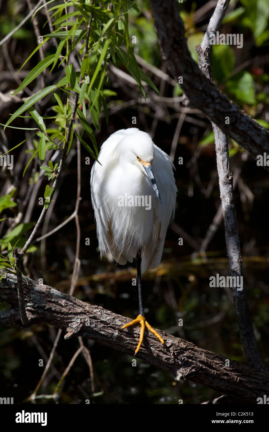 Snowy egret (egretta thula) at Shark Valley, South Florida, USA Stock Photo
