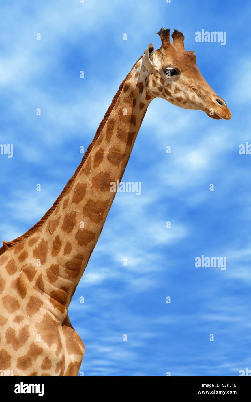 Profile portrait with the neck of giraffe (Camelopardalis) on cloudy blue sky background Stock Photo