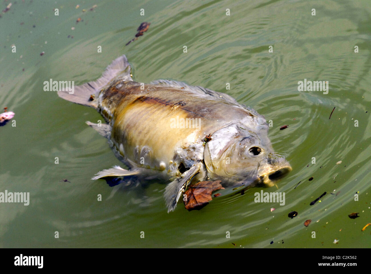 Carp fish floating on the water,dead from pollution Stock Photo