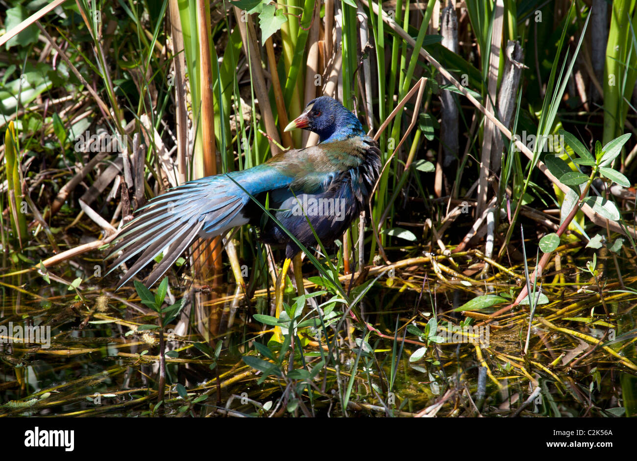 American purple gallinule (porphyrio martinica) at Shark Valley, Florida Stock Photo