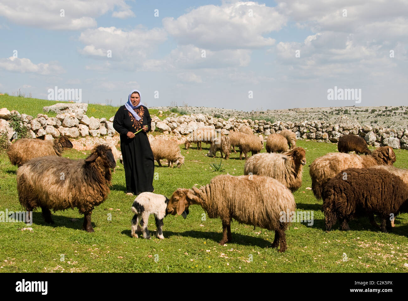 Woman Syria desert farm farmer sheep Bedouin  Bedouins Stock Photo