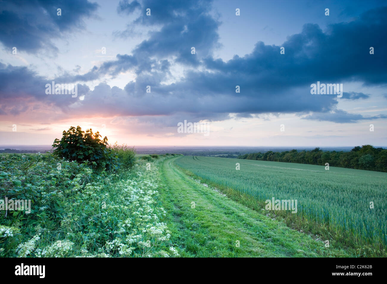 Field and hedgerow, North Downs at Clandon, Surrey, UK Stock Photo