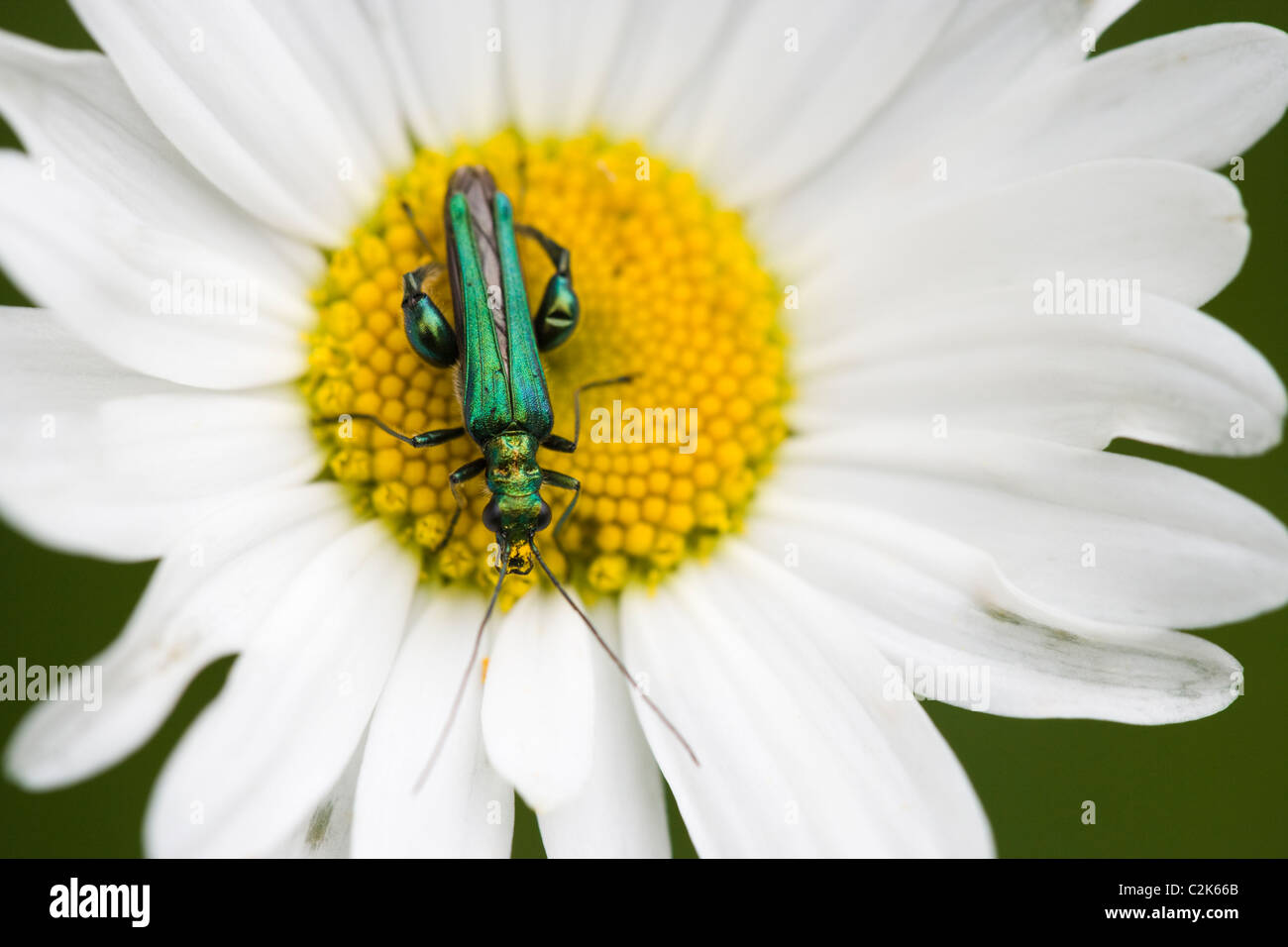 Thick legged flower beetle, Oedemera nobilis, on Ox Eye Daisy. Surrey, UK Stock Photo