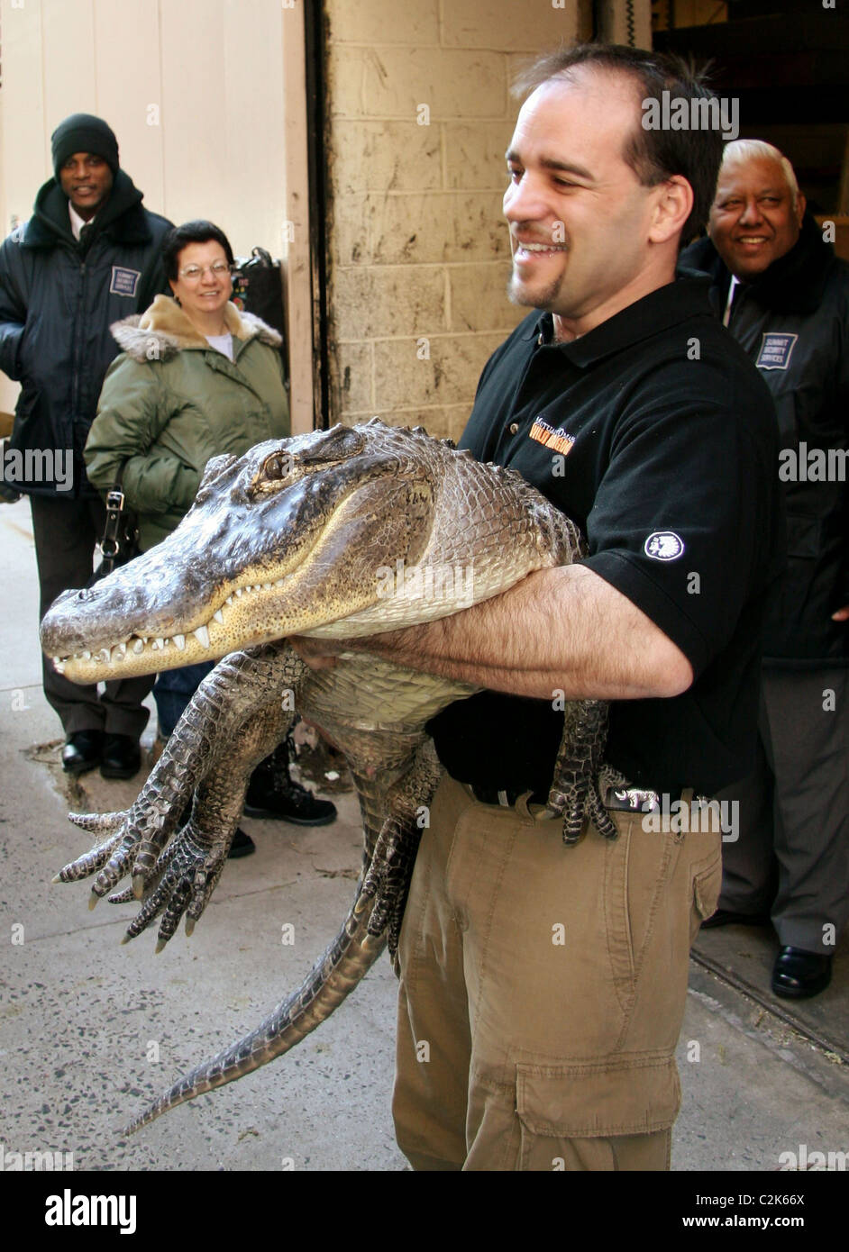 Augie the Alligator and professional animal handler Dan Breeding