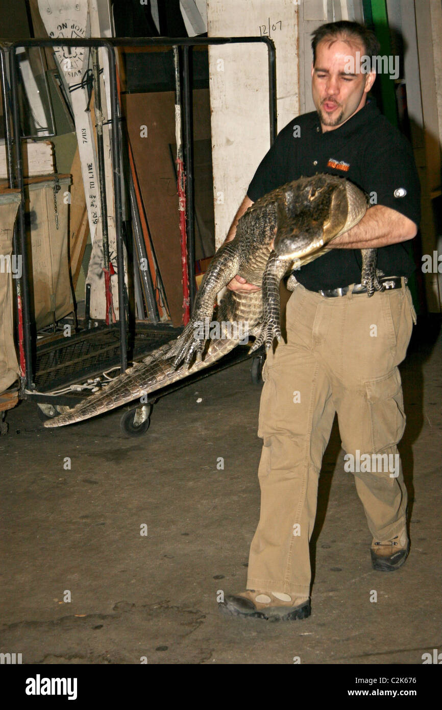 Augie the Alligator and professional animal handler Dan Breeding