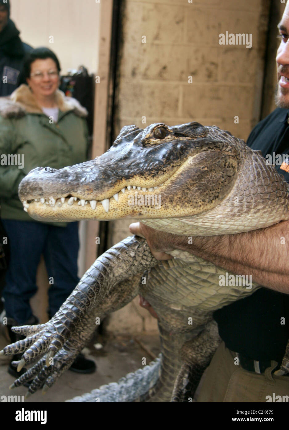 Augie the Alligator and professional animal handler Dan Breeding