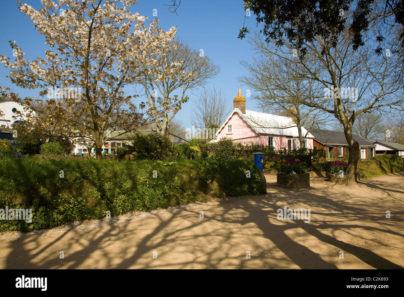 Cherry blossom pink house island Sark Channel Islands Stock Photo