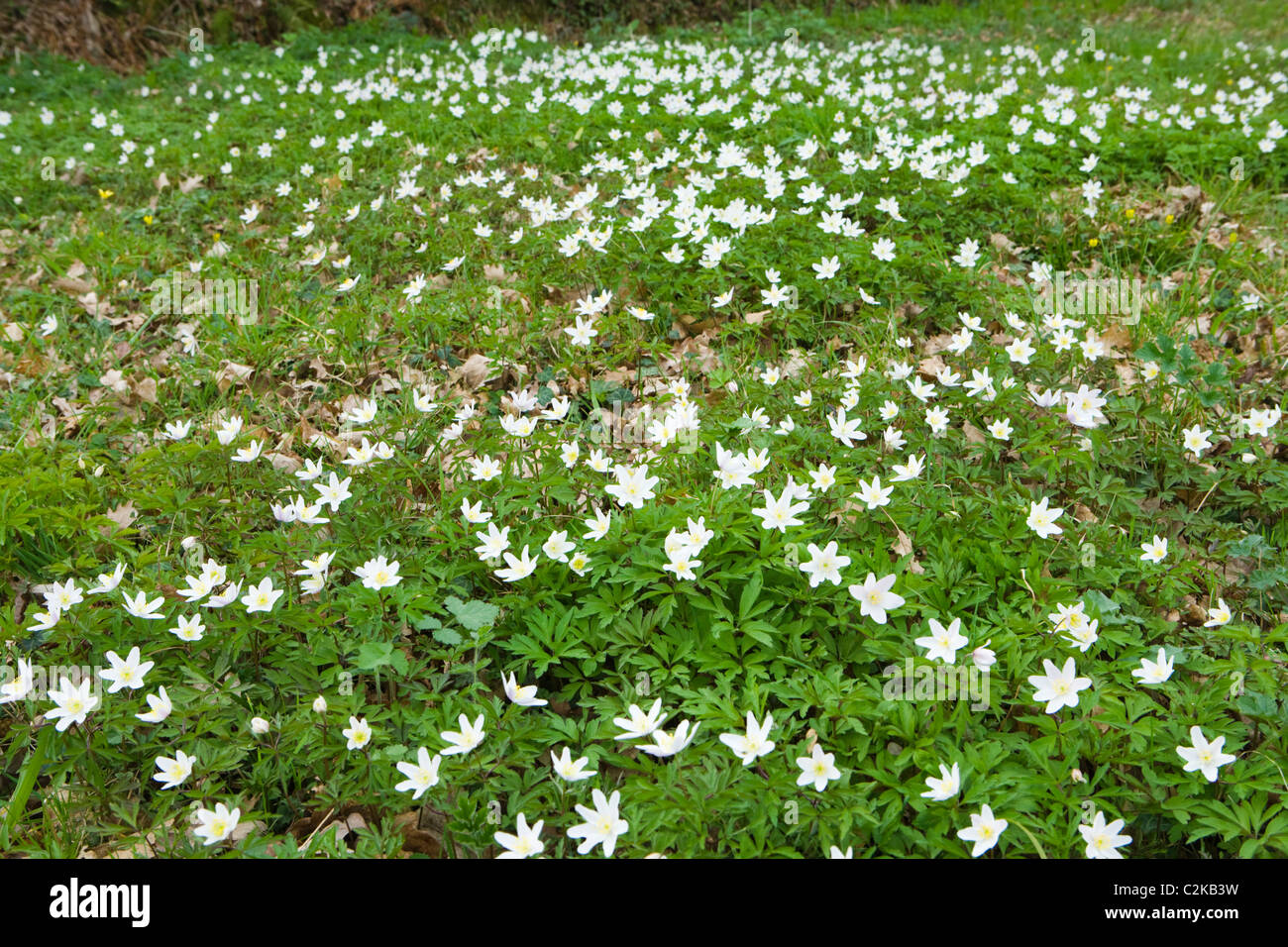 Wood anemones, Anemone nemorosa. Surrey, UK Stock Photo Alamy