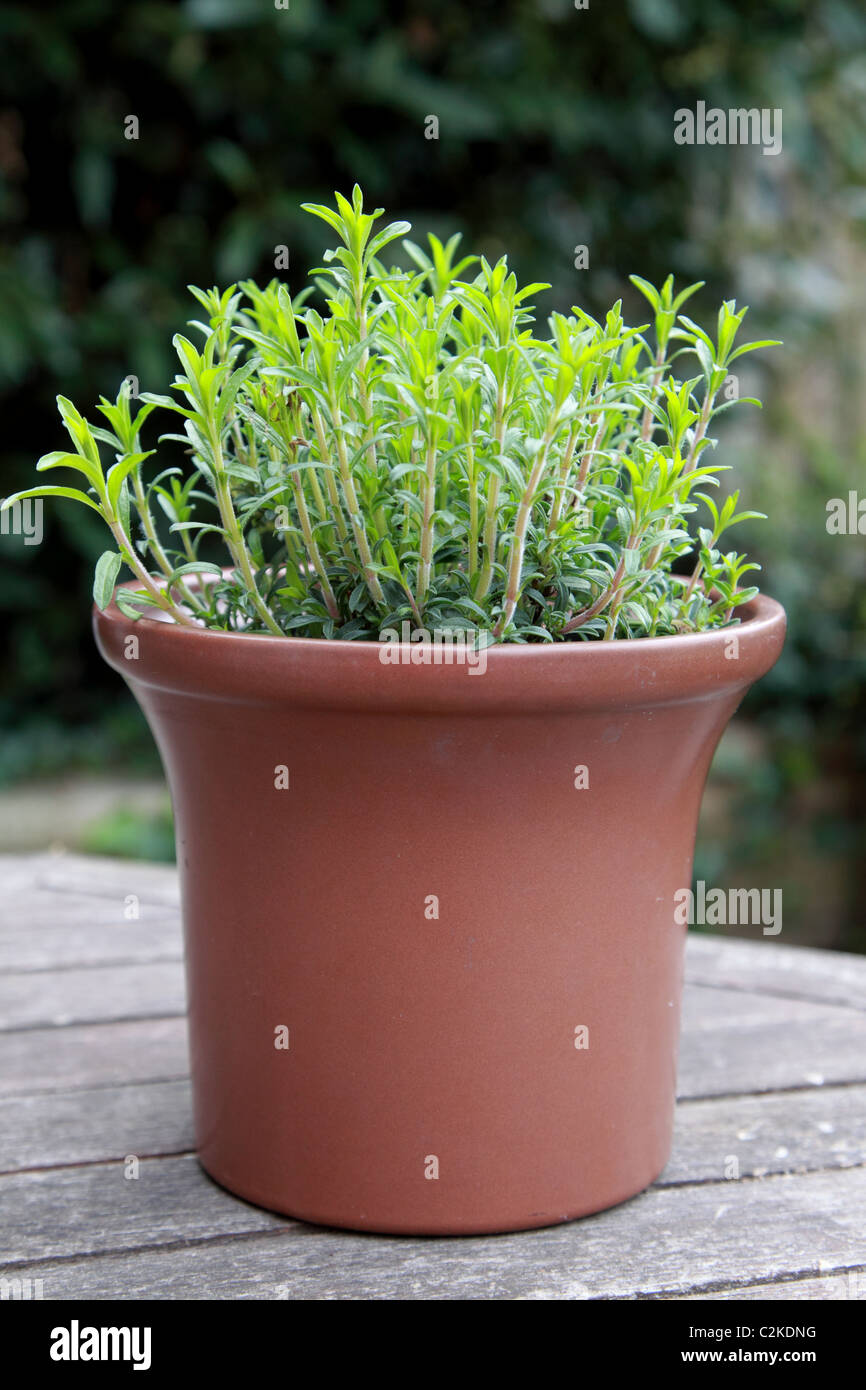 A small pot of winter savory on a garden table Stock Photo