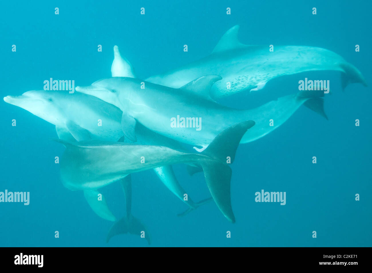 Bottlenose dolphins having sex in Kizimkazi, Tanzania Stock Photo - Alamy