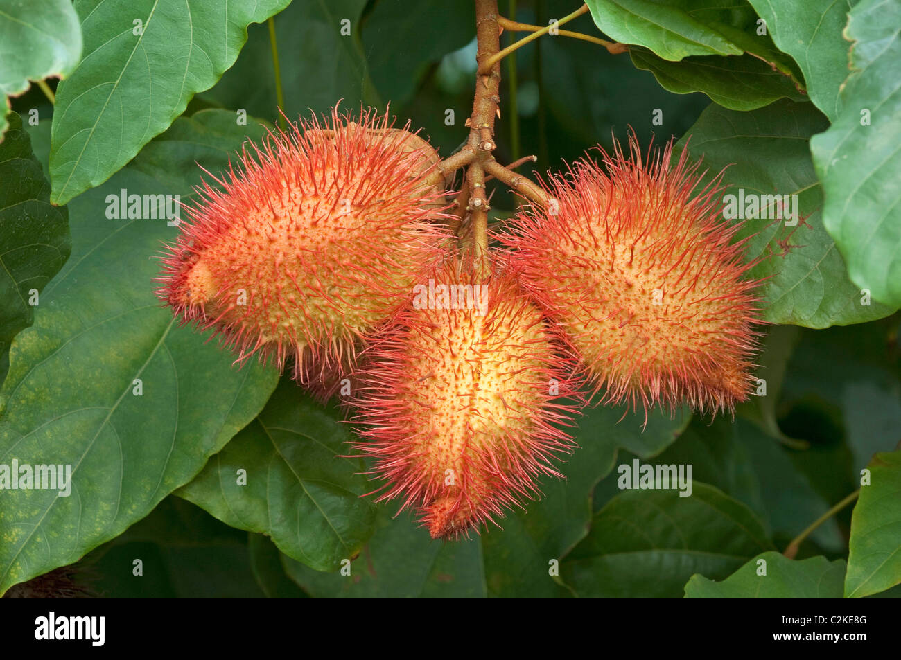 Achiote, Annatto (Bixa orellana). Fruit capsules on a bush. Stock Photo