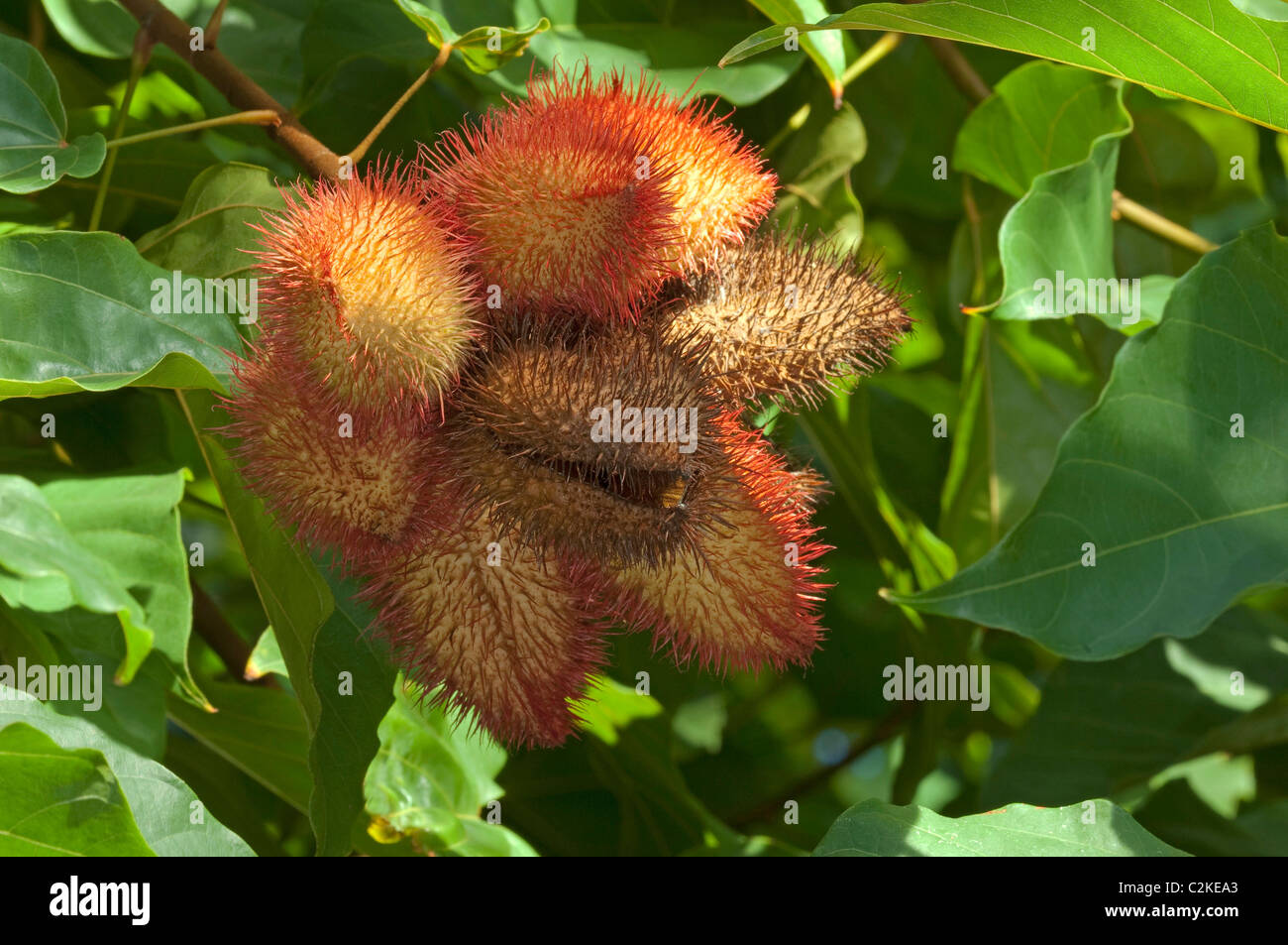 Achiote, Annatto (Bixa orellana). Fruit capsules on a bush. Stock Photo