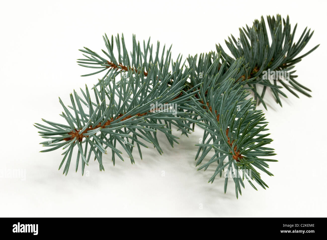 Blue Spruce (Picea pungens glauca), twig. Studio picture against a white background. Stock Photo