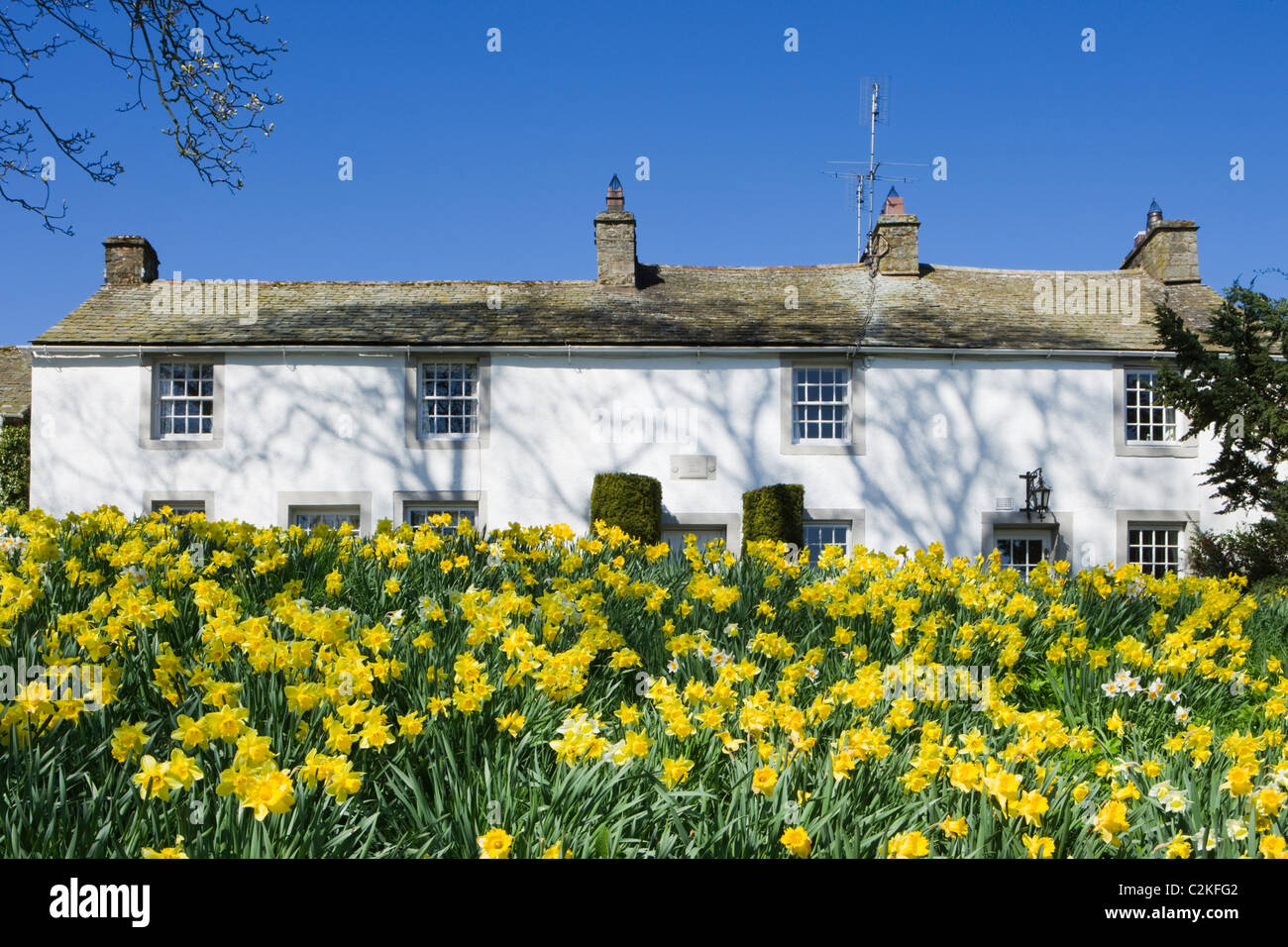 Askham with daffodils, Lake District National Park, Cumbria, UK. Stock Photo