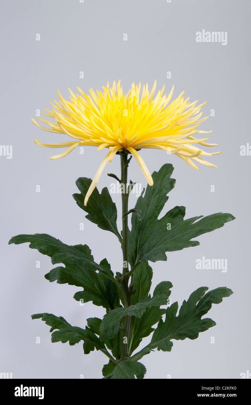 Chrysantheme (Chrysanthemum hybrid). Yellow flower, studio picture against a white background. Stock Photo