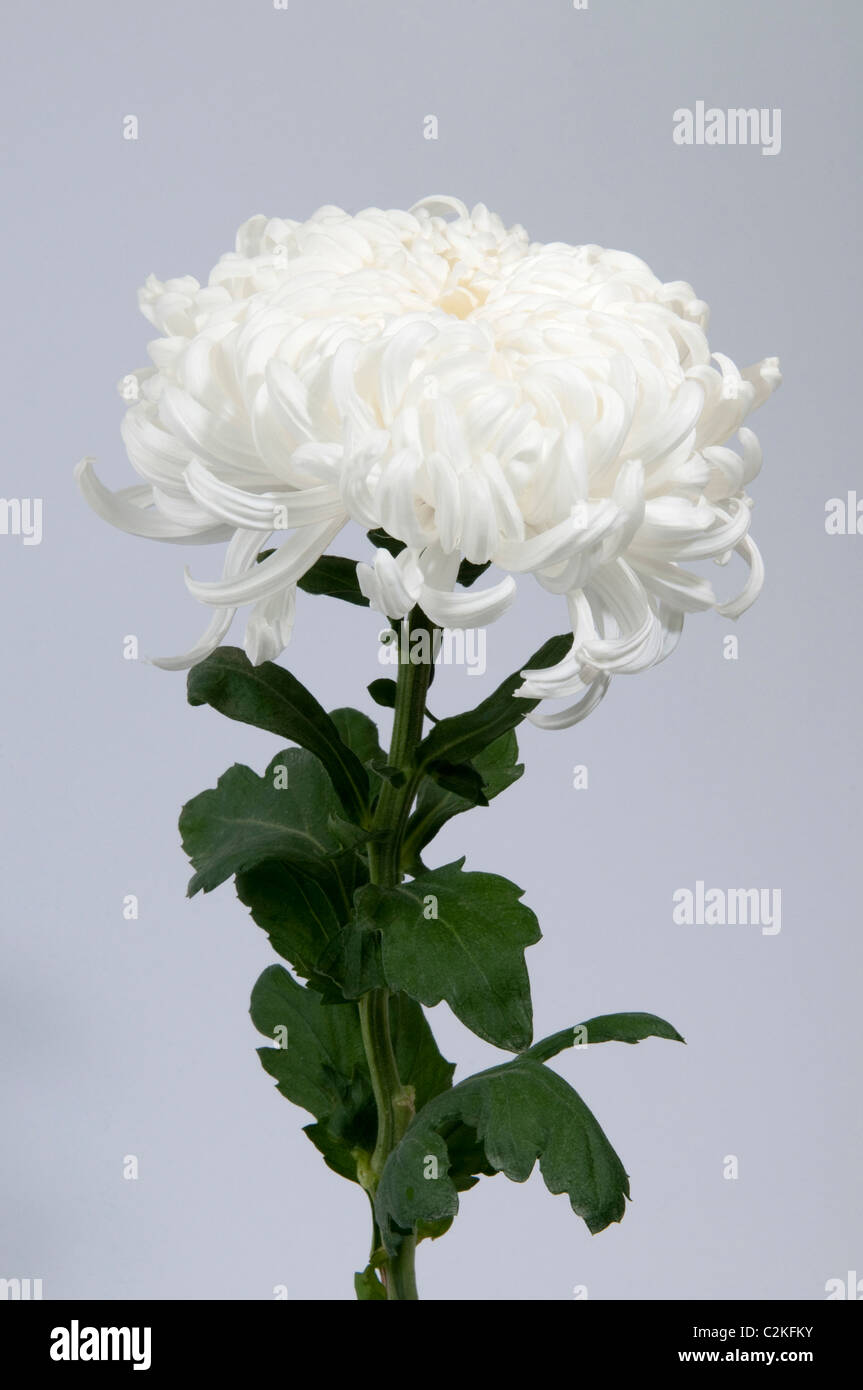 Chrysantheme (Chrysanthemum hybrid). White flower, studio picture against a grey background. Stock Photo