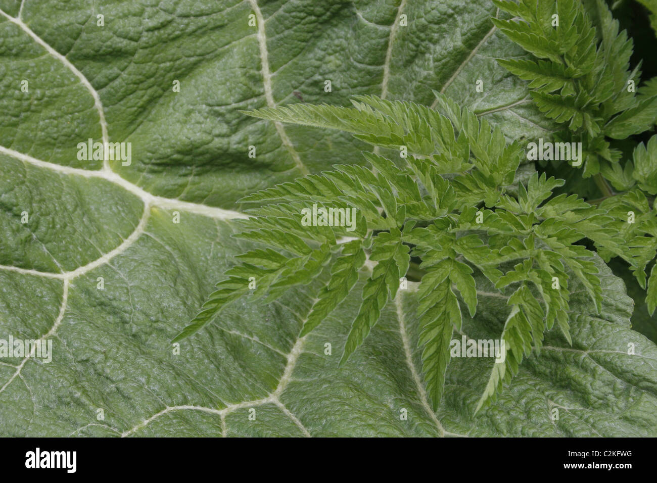Cow parsley leaves anthriscus sylvestris hires stock photography and