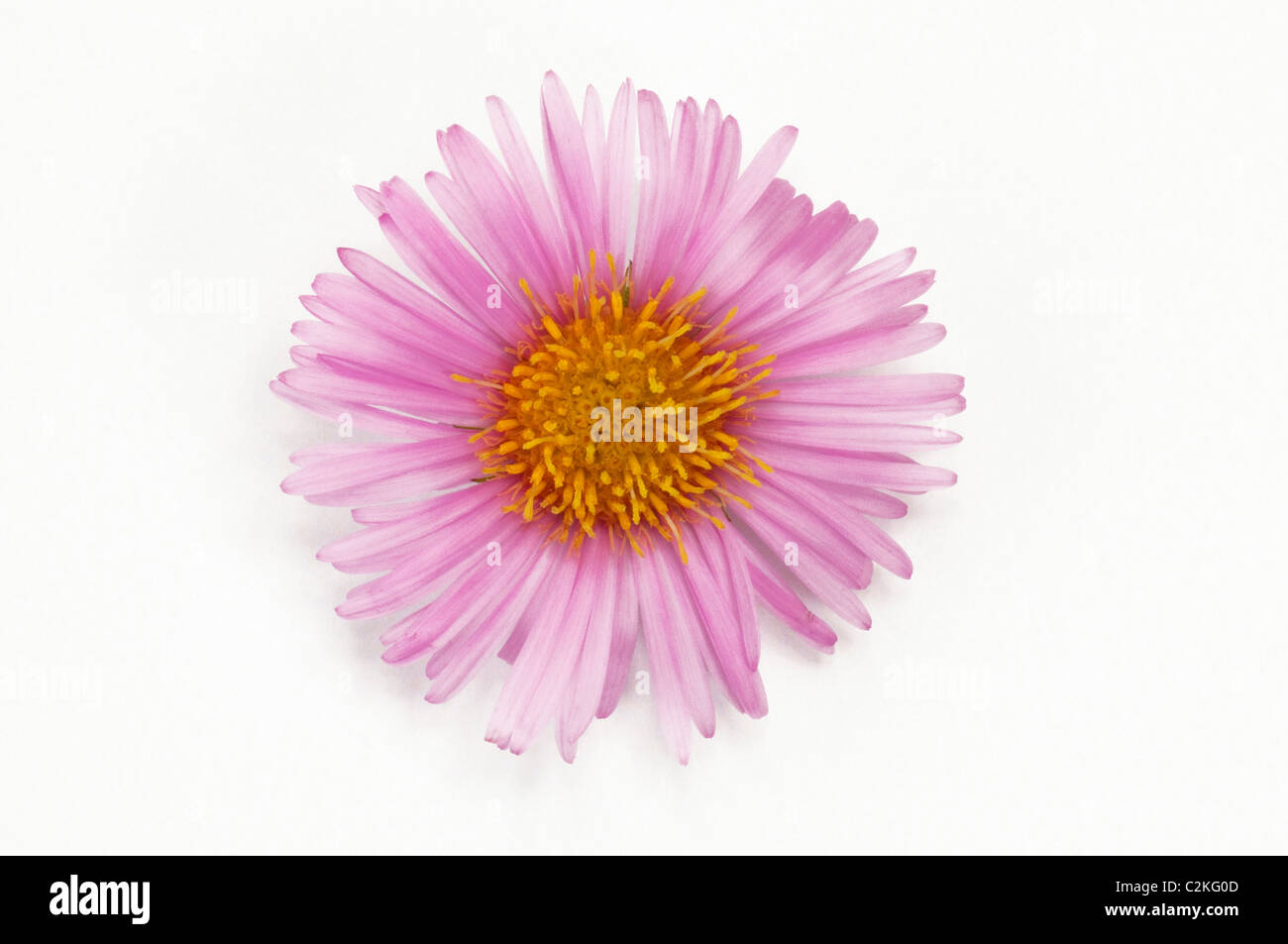 Garden Fleabane (Erigeron speciosus). Pink flower head, studio picture against a white background. Stock Photo