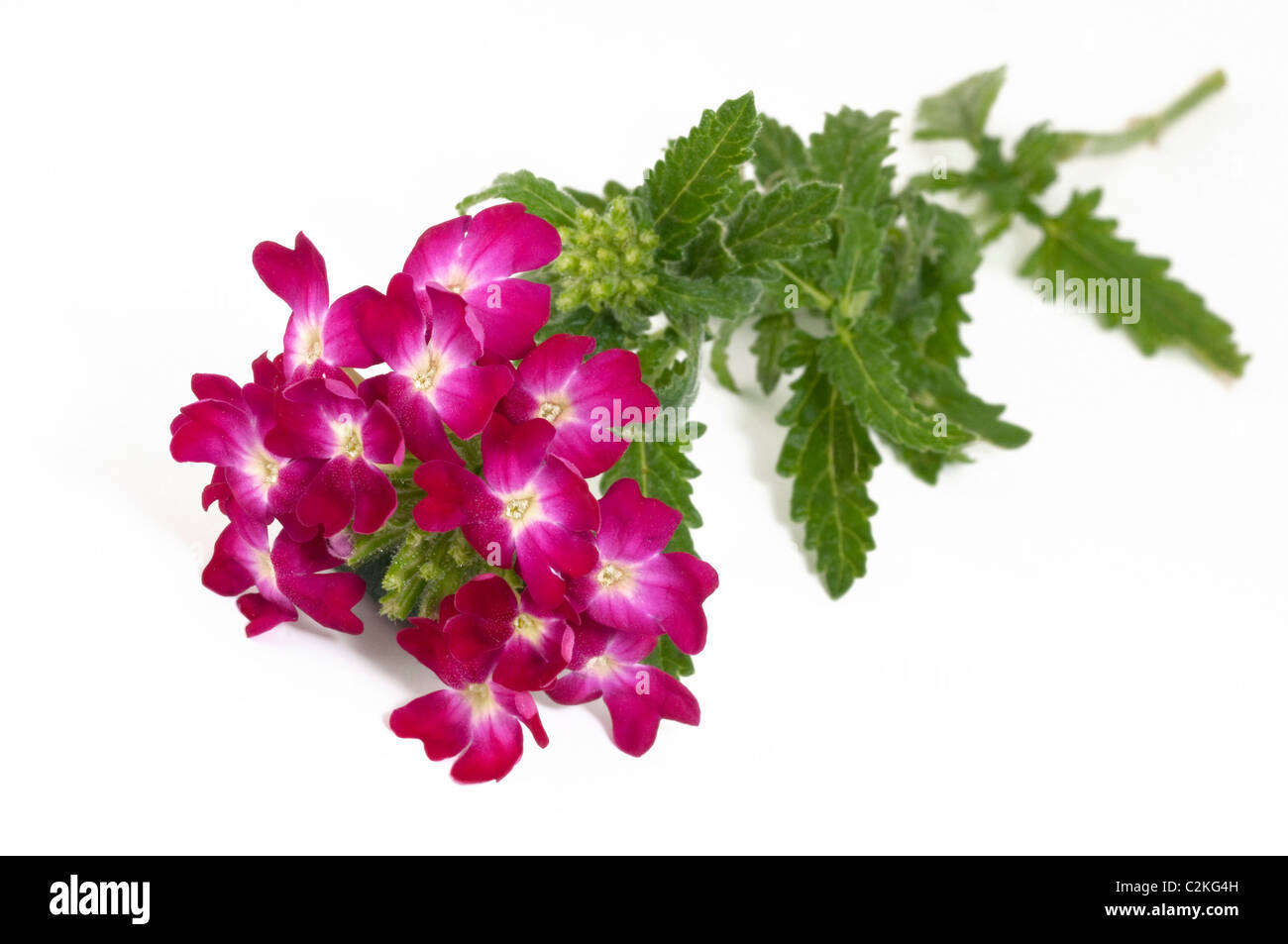 Garden Verbena, Garden Vervain (Verbenax hybrida), flowering stem, studio picture against a white background. Stock Photo