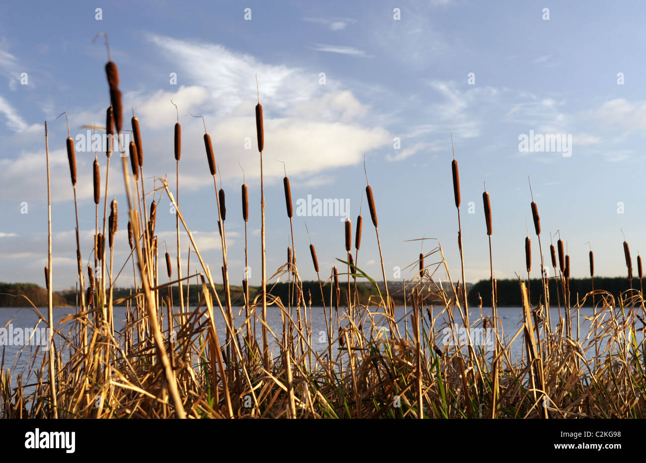 Bulrushes around the edge of Loch Ore Fife Scotland Stock Photo